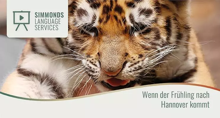 Sibirische Tigerbabys im Zoo Hannover